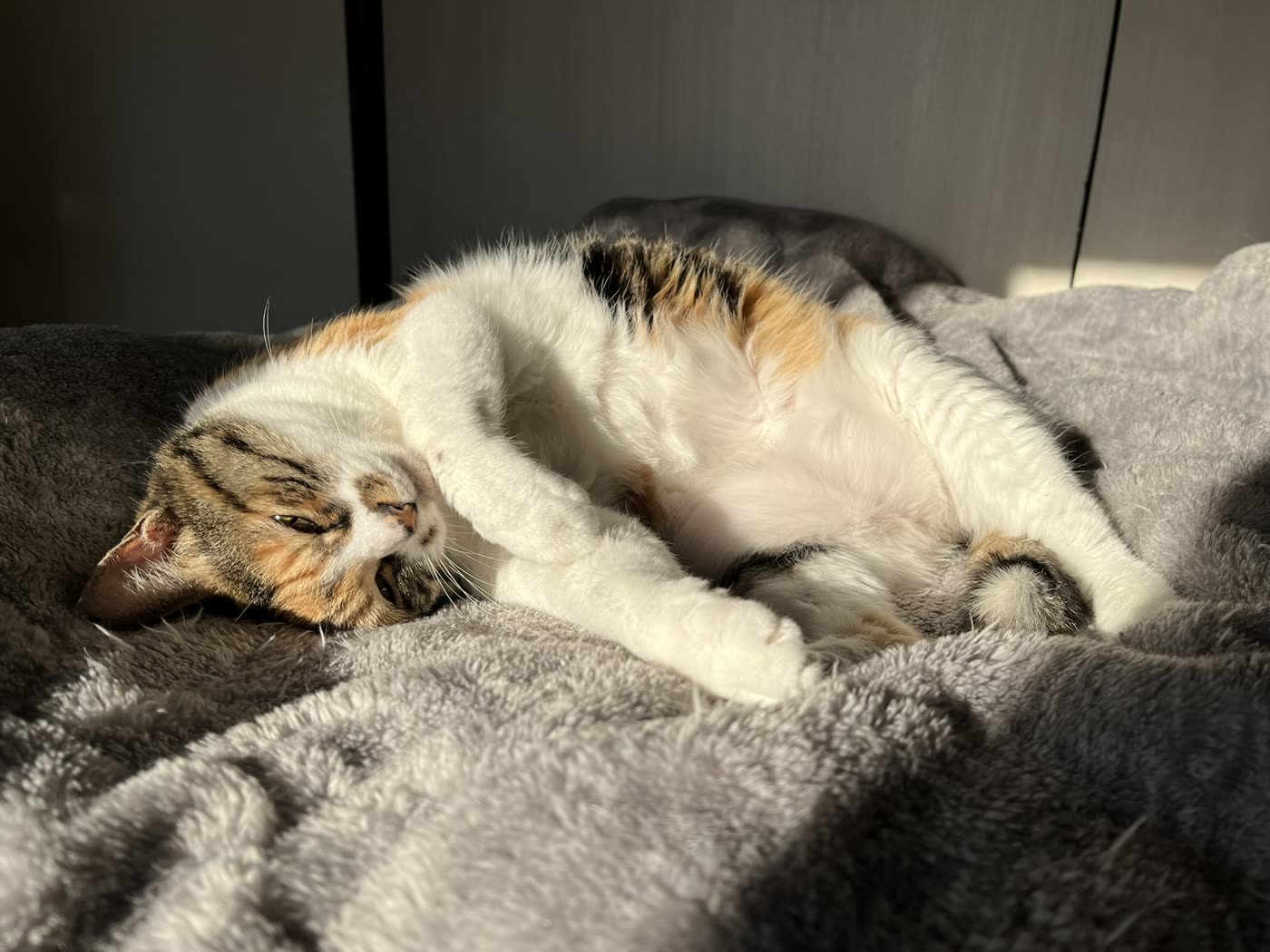 日の当たるブランケットの上で、おなかを見せて寝そべっている三毛猫